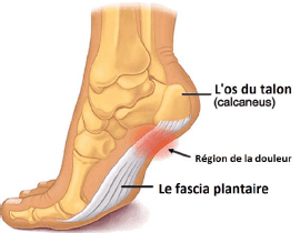 Schéma du pied